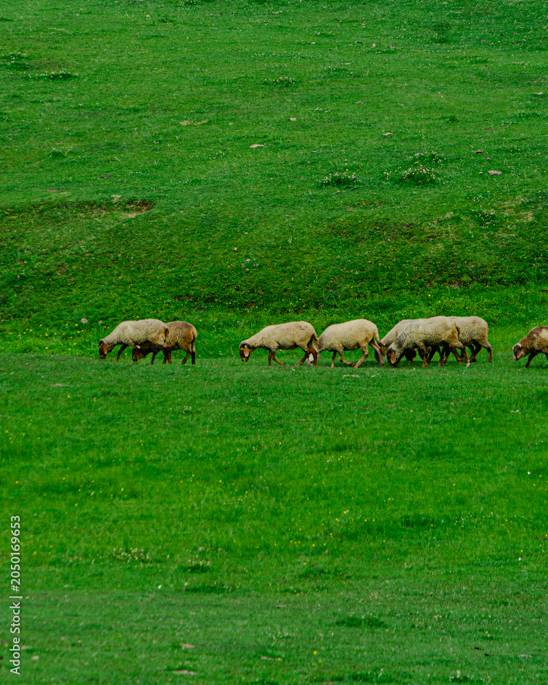 Obraz premium herd of cows grazing in a field