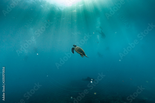 Konstfotografi A sea turtle swims in the ocean with divers in the background.