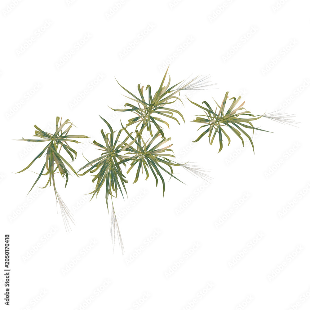 Fototapeta premium Miscanthus sacchariflorus tree plan, top view, cutout, transparent background, isolate, Elegant Tillandsia Air Plants Grouped on a Black Background for Botanical Design Elements