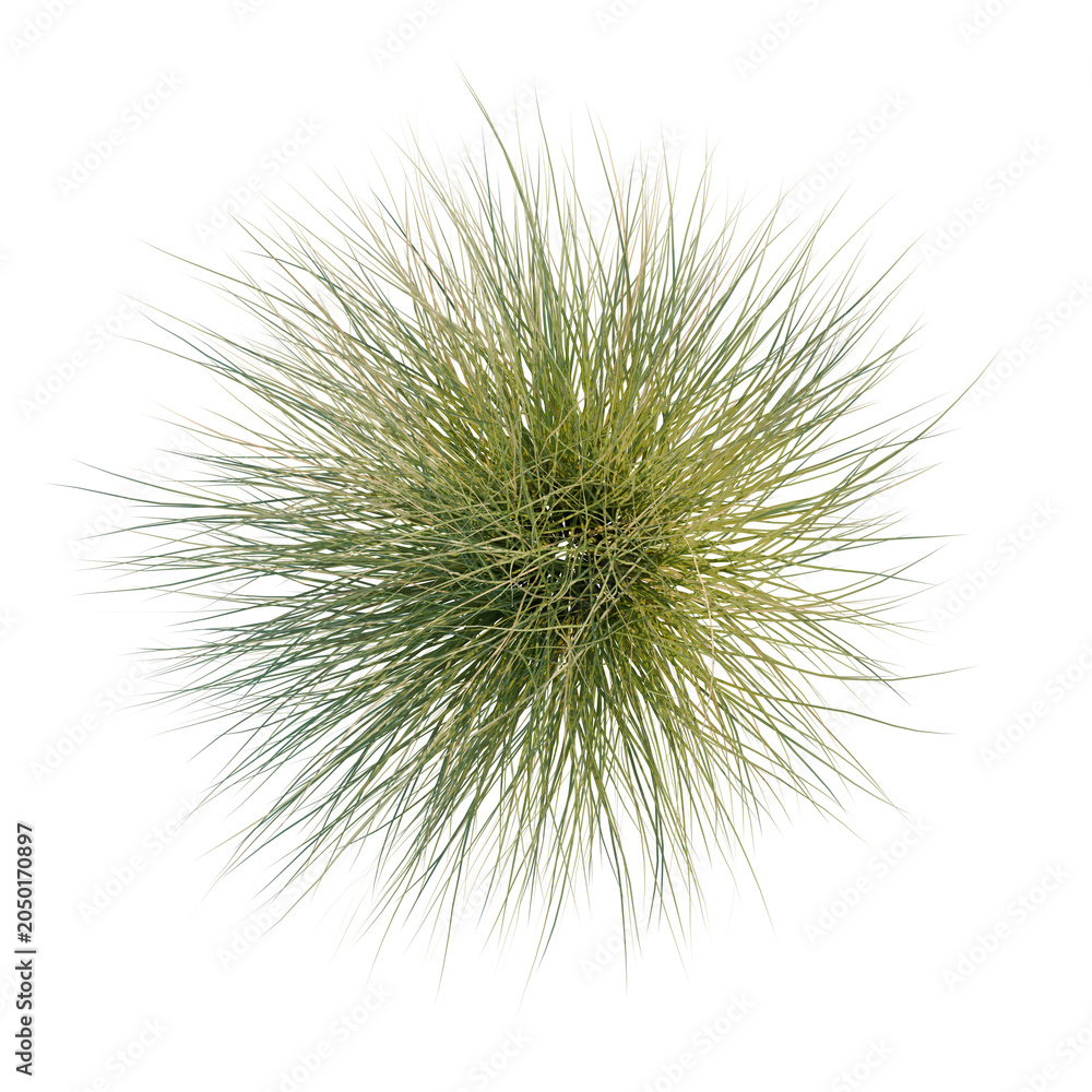 Fototapeta premium Miscanthus sinensis tree plan, top view, cutout, transparent background, isolate, Abstract Green Spherical Structure with Radiating Lines - Modern Art Design Element