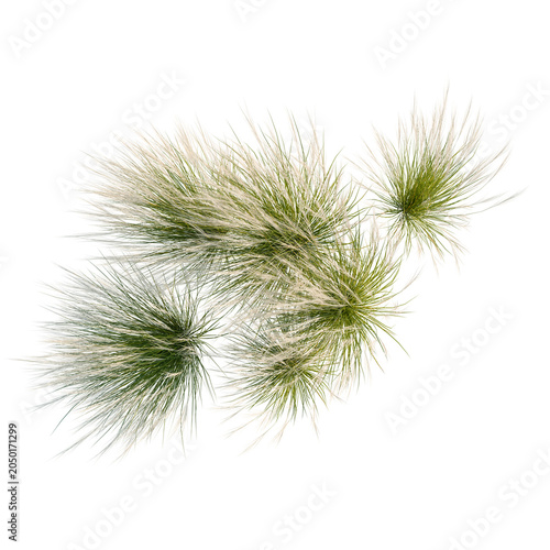 Cuadro en lienzo Nassella tenuissima tree plan, top view, cutout, transparent background, isolate