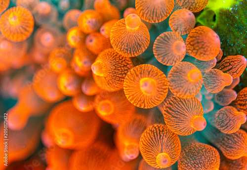 Fotografie Close-up of orange anemones with striped tentacles.