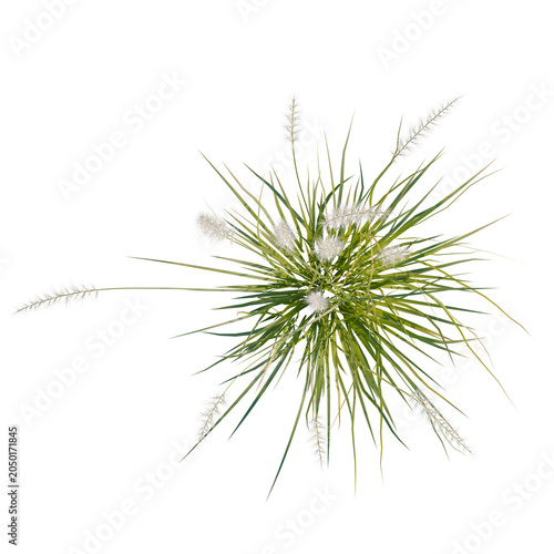 Pennisetum orientale tree plan, top view, cutout, transparent background, isolate, Delicate Ornamental Grass with Fluffy Seed Heads - Natural Texture and Botanical Beauty