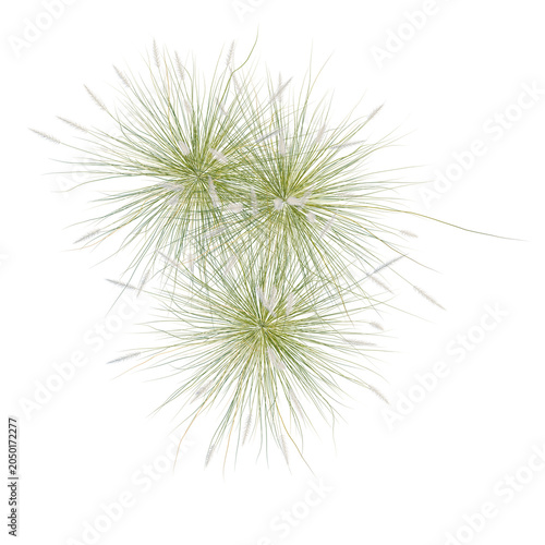 Pennisetum setaceum tree plan, top view, cutout, transparent background, isolate, Close-up of ornamental grass plumes with feathery textures against a black background.