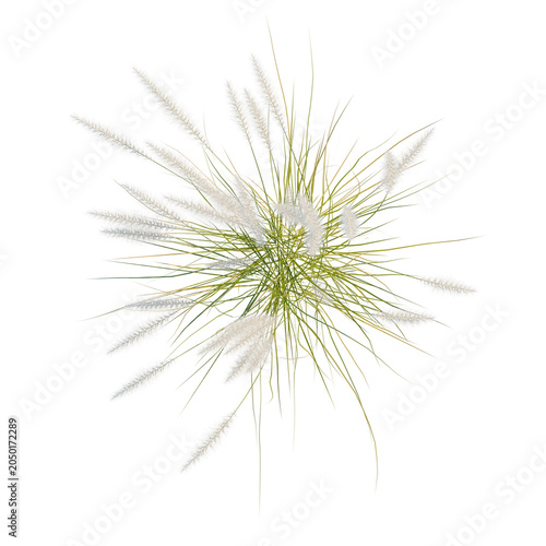Pennisetum setaceum tree plan, top view, cutout, transparent background, isolate, Fluffy Ornamental Grass Sprays – Ideal for Botanical Backgrounds and Decorative Design Elements