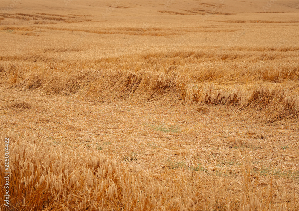 Obraz premium Golden wheat field with straw rows and agricultural texture