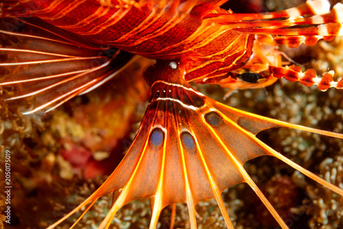 Fotografía A close-up of a lionfish's fins, showcasing its vibrant orange and white stripes and blue spots