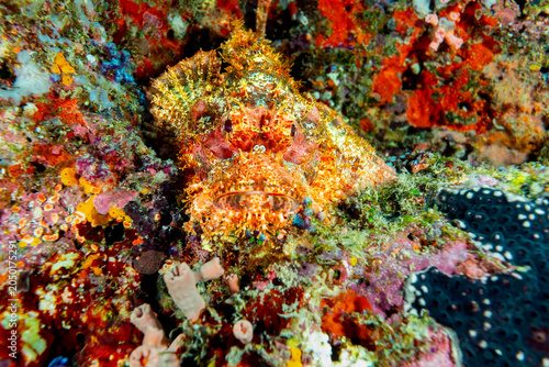 Schilderij op canvas A scorpionfish (Scorpaenidae) camouflaged against colorful coral reef