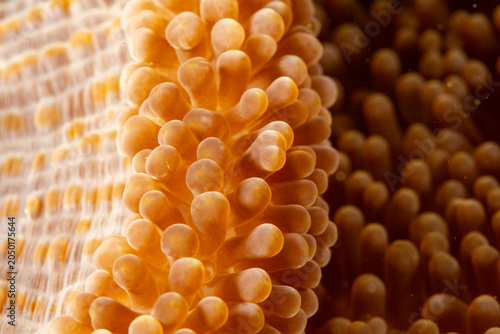 Photography Close-up of orange coral polyps, likely a type of anemone or soft coral