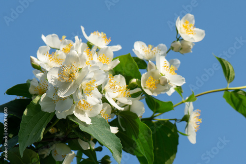 Fényképezés White flowers of Philadelphus coronarius on the branches of a bush