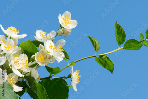 Vászonkép White flowers of sweet mock (Philadelphus coronarius) on the branches of a bush