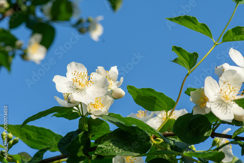 Foto White flowers of sweet mock (Philadelphus coronarius) on the branches of a bush