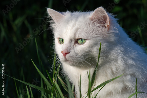 Fotografia White cat of Turkish Angora breed sits among the grass