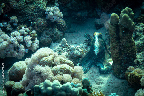 Bild auf Leinwand East Pacific red octopus, Octopus rubescens, scavenging and hunting on tropical