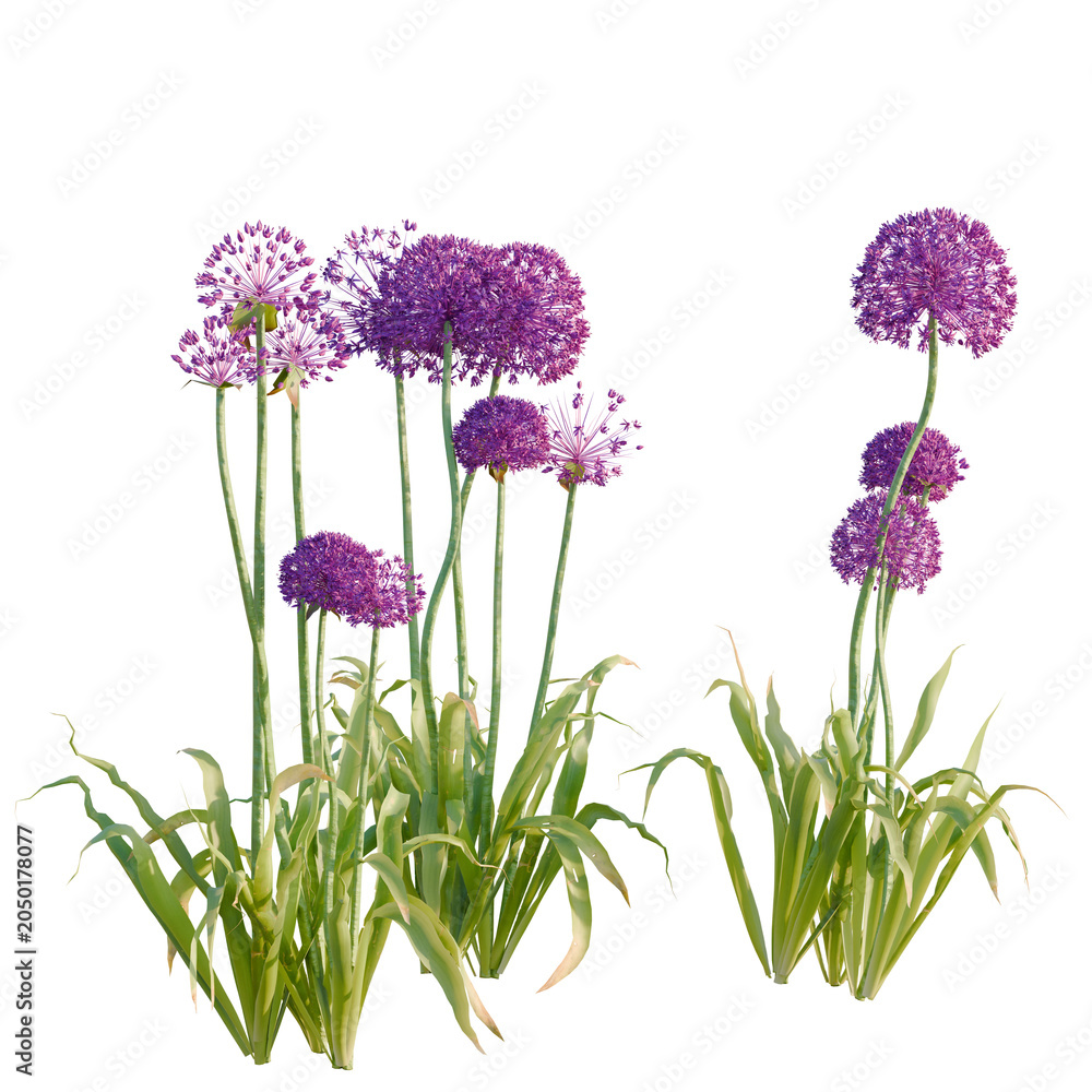 Obraz premium Allium hollandicum tree, elevation, front view, cutout, transparent background, isolate, Allium giganteum flowers, also known as giant onion, on green stems and foliage, isolated on black.