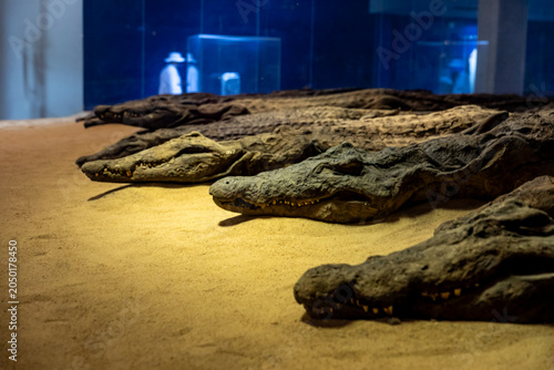 Foto Crocodile temple
