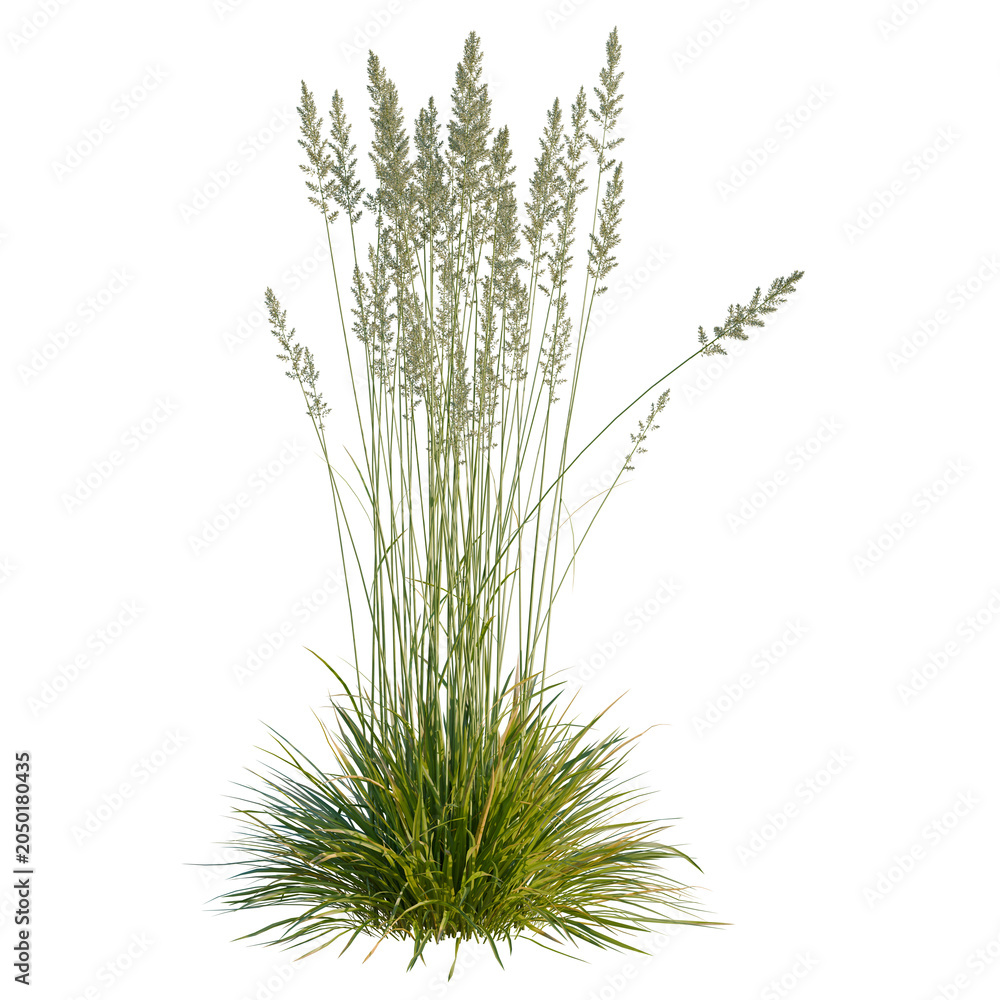 Fototapeta premium Koeleria macrantha tree, elevation, front view, cutout, transparent background, isolate, Detailed ornamental grass with flower plumes on black background, suitable for nature design elements.