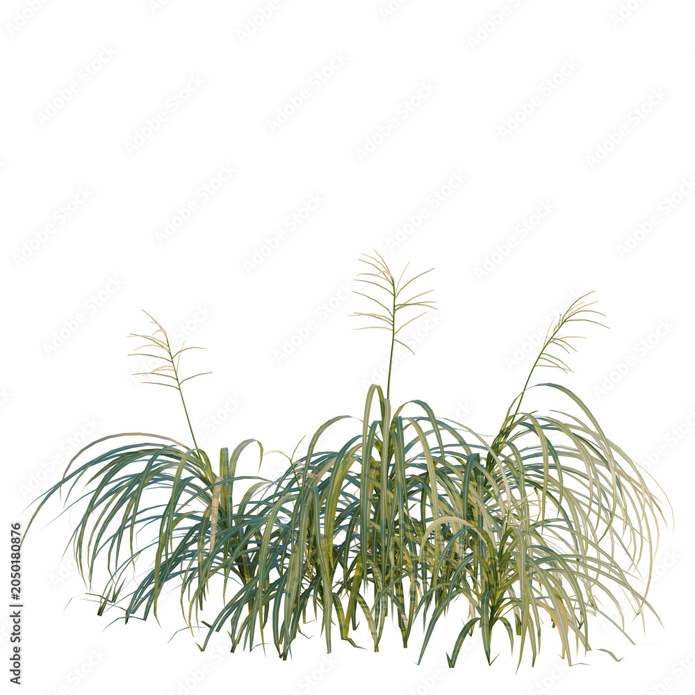Obraz premium Miscanthus flavidus tree, elevation, front view, cutout, transparent background, isolate, Detailed threed grass plant render for your design project with natural feel.