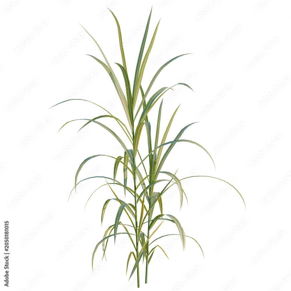 Fototapeta premium Miscanthus floridulus tree, elevation, front view, cutout, transparent background, isolate, Detailed digital rendering of ornamental grass plant with long slender leaves on black background.
