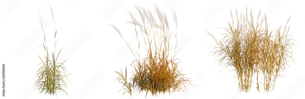 Obraz premium Miscanthus purpurascens tree, elevation, front view, cutout, transparent background, isolate, Set of ornamental grass plants on a transparent background for design elements