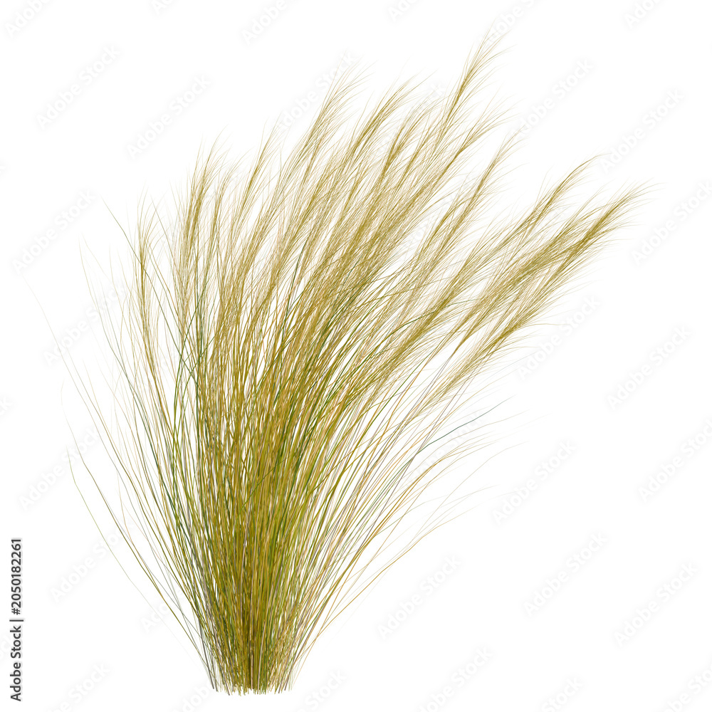 Fototapeta premium Nassella tenuissima tree, elevation, front view, cutout, transparent background, isolate, Golden Ornamental Grass Bunch - Textured Natural Element for Design & Decoration