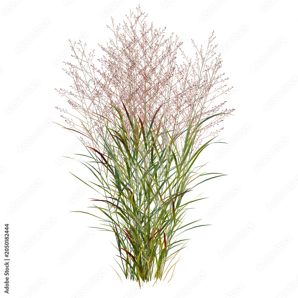 Fototapeta premium Panicum virgatum tree, elevation, front view, cutout, transparent background, isolate, Detailed Realistic Grass Clumps with Autumnal Tones - Ideal for Nature and Landscape Designs