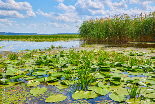 Fotografía Yellow water lilies blooming among green pads in river