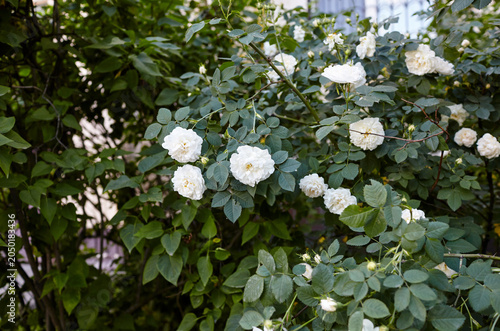 Beautiful summer briar twig (rosehip) in city park. White bloom, buds, green leaves
