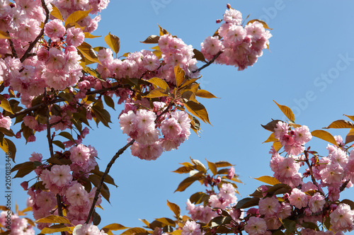 Pink cherry tree blossom in bloom. Beautiful sakura flowers at springtime. Spring mood