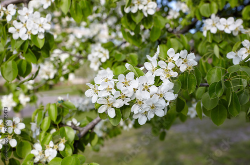 Blooming branches of a pear tree on a blue sky background. Flowering pear tree. Soft focus image of blooms tree in spring time