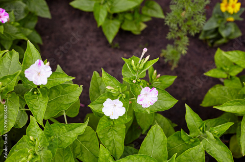 Marvel of Peru (Mirabilis jalapa) flowers at garden. A perennial Nyctaginaceae native to tropical America