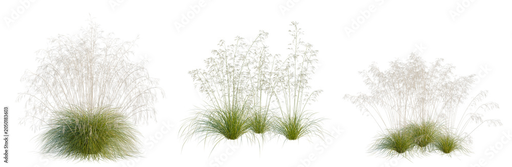 Obraz premium Stipa gigantea tree, elevation, front view, cutout, transparent background, isolate, Three ornamental grass bushes with varying heights and textures, perfect for landscaping design.