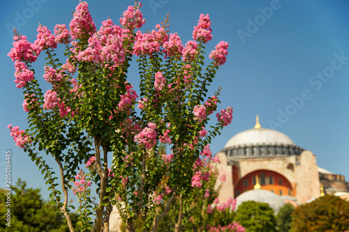 Tableau sur toile Hagia Sophia mosque in Istanbul with pink blossoms in foreground