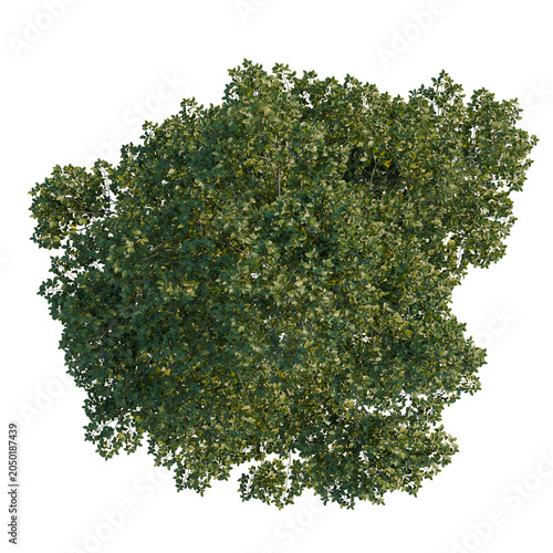 Obraz na plátně Camptotheca acuminata tree plan, top view, cutout, transparent background, isola