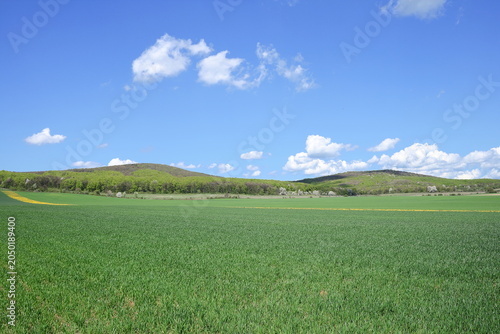 Wheat field.