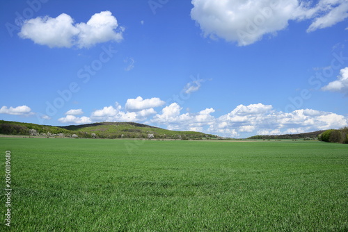 Wheat field.