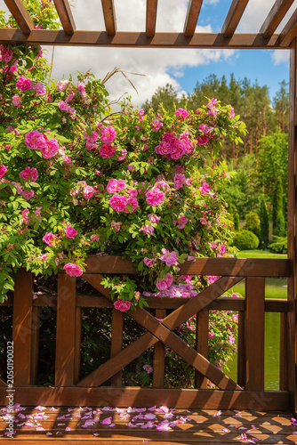 Wooden pergola with blooming pink roses overlooking a serene garden pond