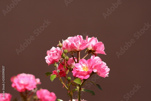  House rose.