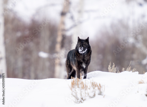 Wolf in Yellowstone National Park with snow on his face