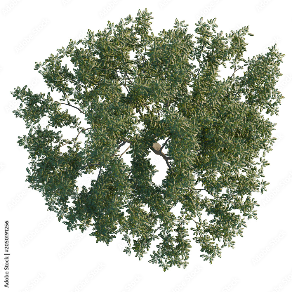 Obraz premium Pterocarya stenoptera tree plan, top view, cutout, transparent background, isolate, Detailed aerial view of a lush green acacia tree with visible branches and foliage.