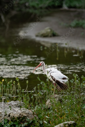 фотографія American white Ibis