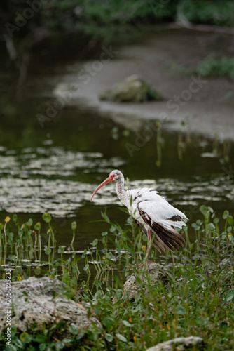 Foto American white ibis lake