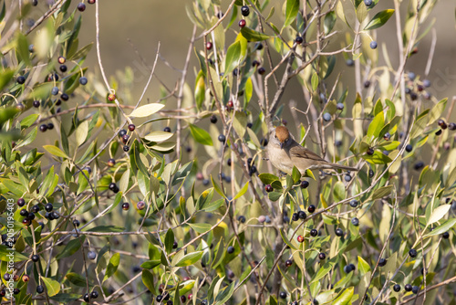 фотографія Female Eurasian blackcap bird perched in olive tree branches at Monfrague Nation
