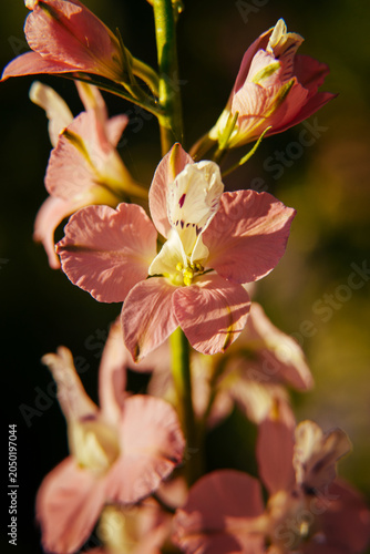 Photography Beautiful pink flowers bloom on a tall green stem during a warm day in a garden