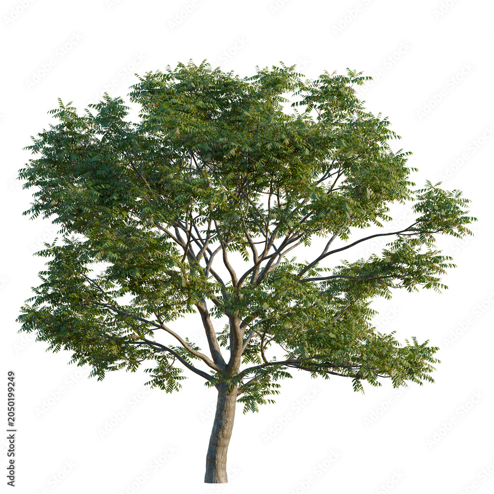 Fototapeta premium Toona sinensis tree, elevation, front view, cutout, transparent background, isolate, Detailed Rendered Tree with Lush Green Foliage on a Transparent Background - Perfect for Visuals