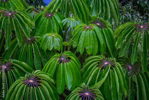 Tropical Umbrella Tree Leaves Pattern Background