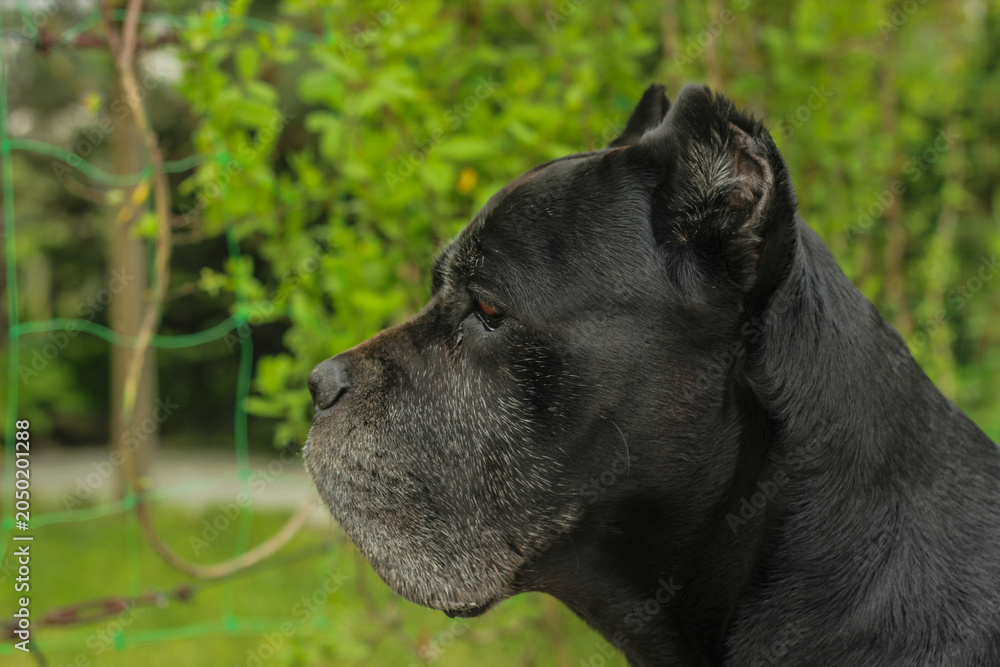 Fototapeta premium A close-up side profile portrait of a black Cane Corso dog against a green backdrop on a summer day. This powerful, purebred guard dog has detailed facial features