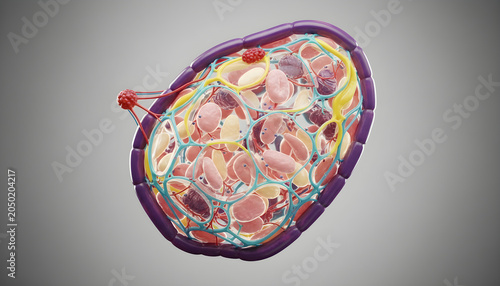 Close up microscopic view of human biological cell structure for educational biology study.