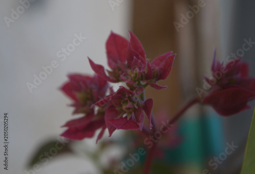 Canvastavla Bougainvillea re-growth