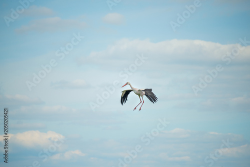 White stork with wings spread landing gracefully against a cloudy sky